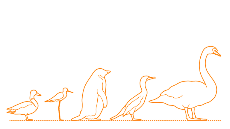 Key Characteristics of Swimming Birds